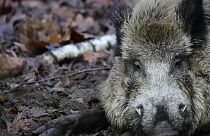 In Brandenburg wurden fünf weitere infizierte Wildschweine gefunden
