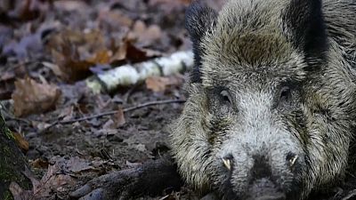 In Brandenburg wurden fünf weitere infizierte Wildschweine gefunden