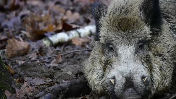 In Brandenburg wurden fünf weitere infizierte Wildschweine gefunden In Brandenburg wurden fünf weitere infizierte Wildschweine gefunden