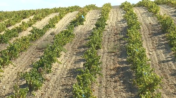 Vignes à Sidi Bel Abbès, Algérie Vignes à Sidi Bel Abbès, Algérie