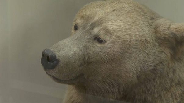 Ecco come doveva essere l'orso delle caverne. Ecco come doveva essere l'orso delle caverne.