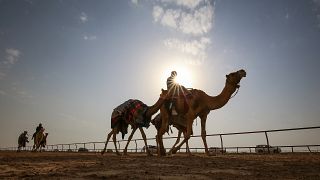 Camel racing in February 2020