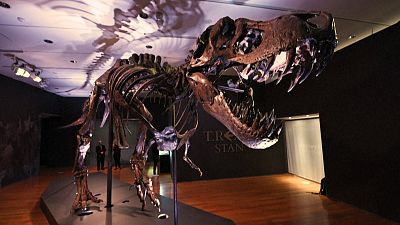 "Stan" the T-Rex appearing in Christie's display on 49th Street in Manhattan