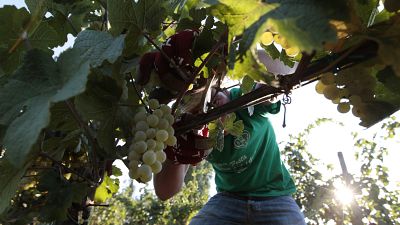 قطف العنب في مزارع الكروم في فيلا جيرمين في أريكيا في ضواحي روما
