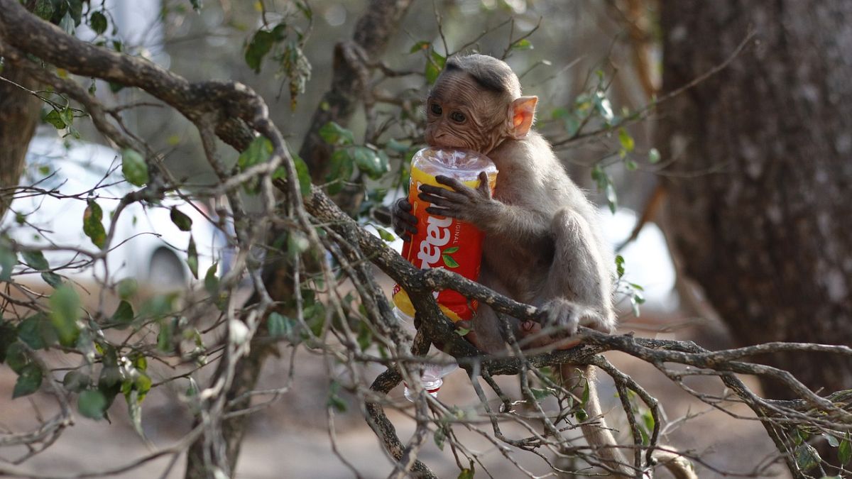 Affe mit Plastikflasche im Baum