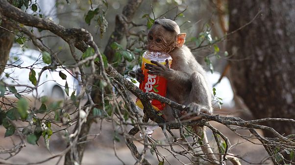 Affe mit Plastikflasche im Baum Affe mit Plastikflasche im Baum