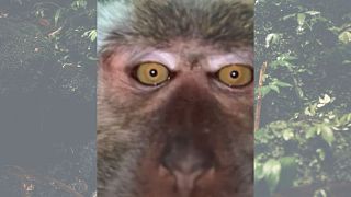 میمون سلفی‌گیر در مالزی