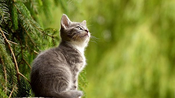 Польша: звери "раскололи" коалицию Польша: звери "раскололи" коалицию