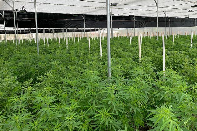 How weed farming is destroying the planet