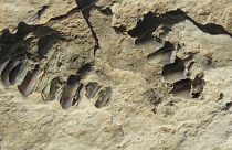 رد پای ۱۲۰ هزار ساله از انسان خردمند در عربستان