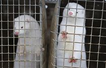 The Medical University of Gdansk says it is the first case of confirmed infection of farm animals in Poland.