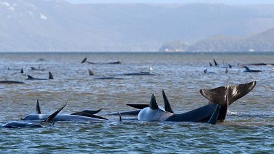 خودکشی جمعی نهنگ‌ها در سواحل تاسمانی