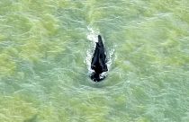 Avustralya'da yolunu kaybederek yanlışlıkla timsahların yoğun olduğu nehre giren dev kambur balina