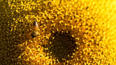 Honeybees have been trained to sniff out sunflowers. Honeybees have been trained to sniff out sunflowers.