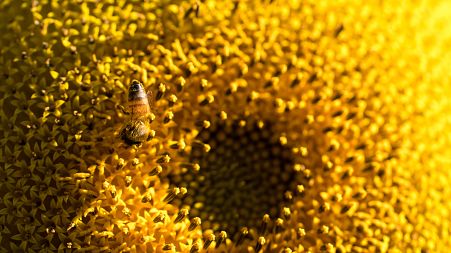 Honeybees have been trained to sniff out sunflowers.