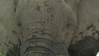 Plusieurs centaines d'éléphants empoisonnés par une cyanobactérie au Bostwana 