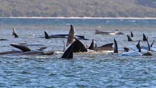 Delfinek százai vergődnek partközelben Tasmániánál