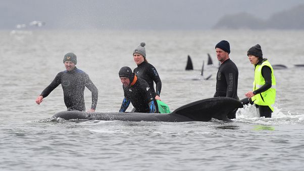 Des secouristes tentent de remettre à flot des dauphins-pilotes à Macquarie Harbour - Tasmanie - le 22 septembre 2020 Des secouristes tentent de remettre à flot des dauphins-pilotes à Macquarie Harbour - Tasmanie - le 22 septembre 2020