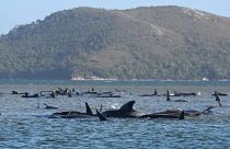 A pod of whales stranded on a sandbar in Macquarie Harbour on the rugged west coast of Tasmania