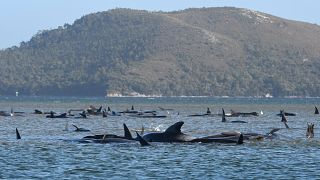 A pod of whales stranded on a sandbar in Macquarie Harbour on the rugged west coast of Tasmania