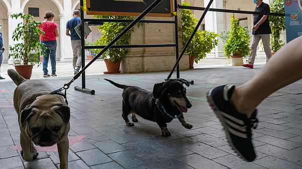 Köpeğini gezdiren koronavirüs hastası yurda gönderildi Köpeğini gezdiren koronavirüs hastası yurda gönderildi