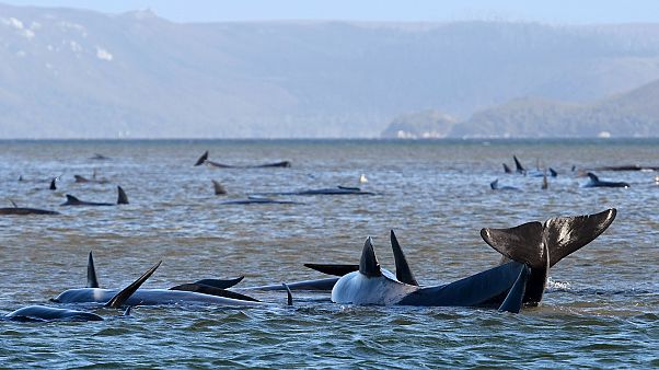 Pilot whales lie stranded on a sand bar near Strahan, Australia, on Monday, September 21, 2020. Pilot whales lie stranded on a sand bar near Strahan, Australia, on Monday, September 21, 2020.