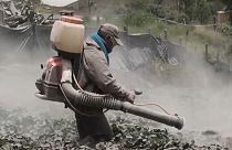 El agricultor Eudoro Correa trata de limpiar sus cultivos de la ceniza del volcán Sangay