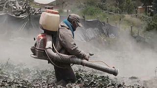 El agricultor Eudoro Correa trata de limpiar sus cultivos de la ceniza del volcán Sangay