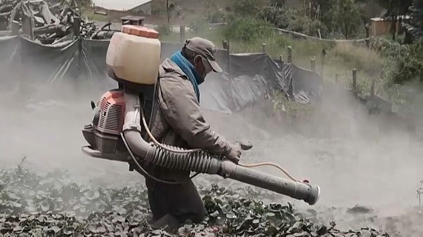 El agricultor Eudoro Correa trata de limpiar sus cultivos de la ceniza del volcán Sangay El agricultor Eudoro Correa trata de limpiar sus cultivos de la ceniza del volcán Sangay