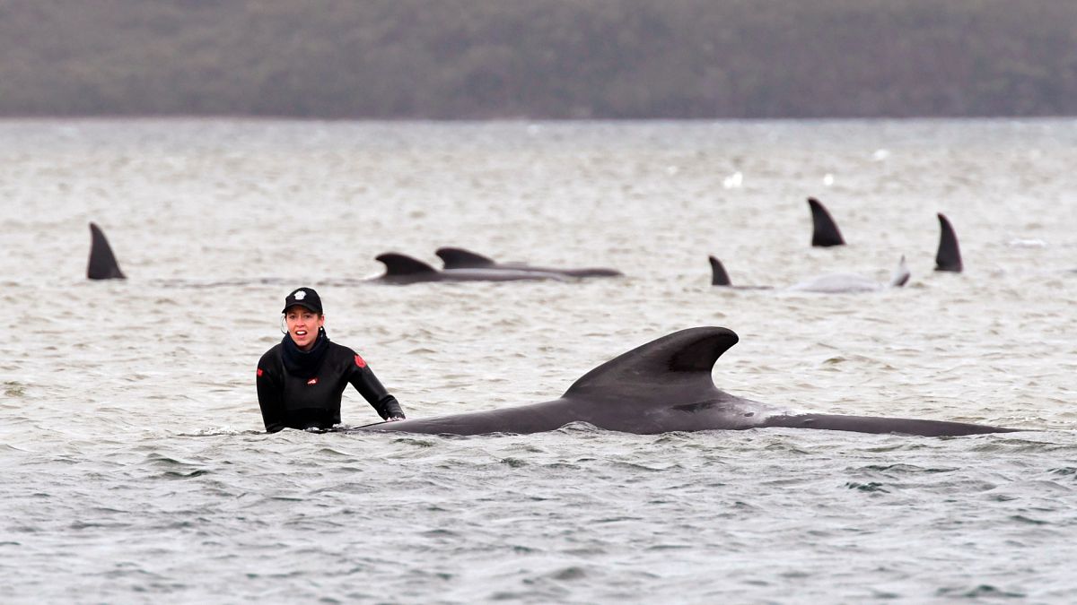 Partra sodródott gömbölyűfejű delfinek Ausztráliában