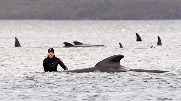Partra sodródott gömbölyűfejű delfinek Ausztráliában Partra sodródott gömbölyűfejű delfinek Ausztráliában