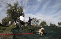 Σοδειά ελιάς στην Ελλάδα