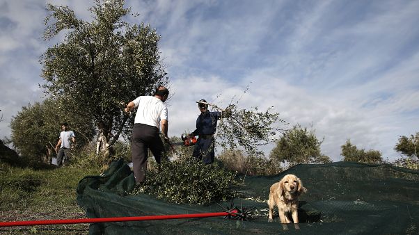 Σοδειά ελιάς στην Ελλάδα Σοδειά ελιάς στην Ελλάδα