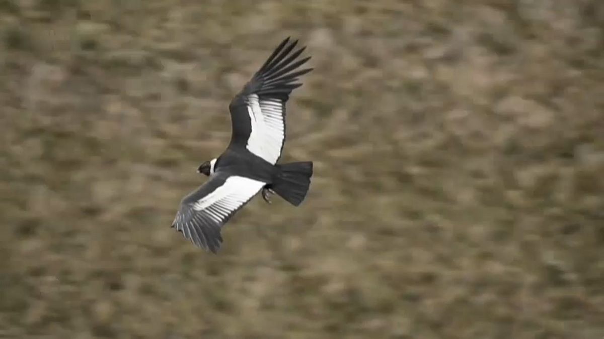 Un cóndor vuela en un parque natural de Ecuador