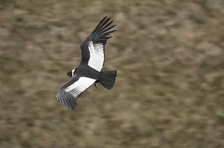 Casal de condores pode salvar a espécie