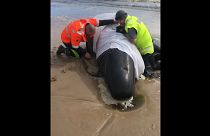 Centenas de baleias encalham na Tasmânia