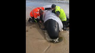 شاهد: نفوق المئات من الحيتان العالقة رغم محاولات إنقاذها في أستراليا