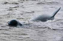 أحد الحيتان العالقة