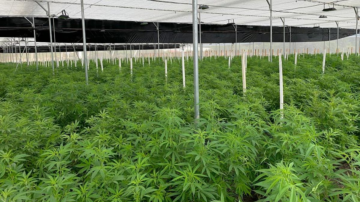 cannabis farm