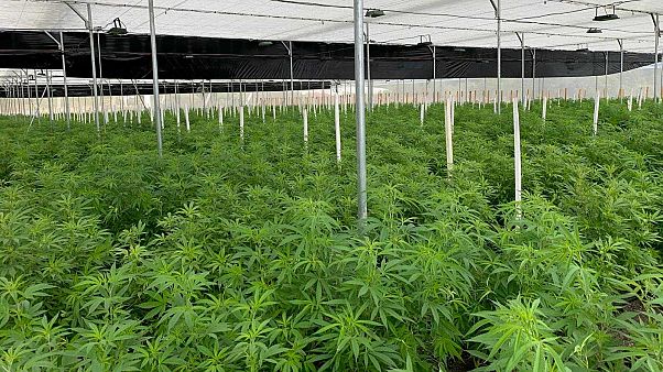 Cannabis farming Cannabis farming