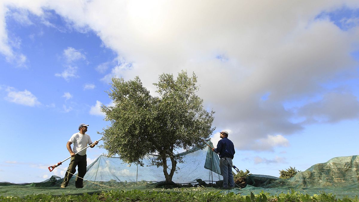 Illustration / Récolte de deux agriculteurs sur un olivier près d'Alyki, sur l'île de Paros, en Grèce, le mardi 16 novembre 2010