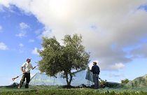Illustration / Récolte de deux agriculteurs sur un olivier près d'Alyki, sur l'île de Paros, en Grèce, le mardi 16 novembre 2010