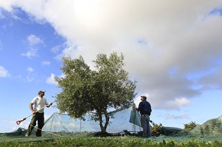 Olivicultores gregos queixam-se das alterações climáticas