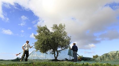 Illustration / Récolte de deux agriculteurs sur un olivier près d'Alyki, sur l'île de Paros, en Grèce, le mardi 16 novembre 2010