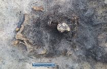 8 bin 400 yıl öncesine dayanan köpeğin kalıntıları - İsveç