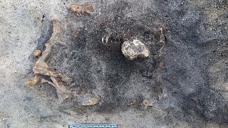 8 bin 400 yıl öncesine dayanan köpeğin kalıntıları - İsveç