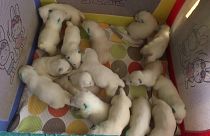 أم تضع 17 جروا في وقت واحد