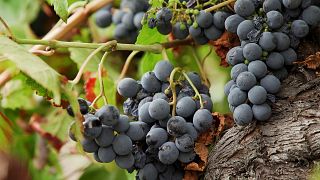 Trinken statt Pilgern: Die besten Weingüter entlang des Jakobswegs