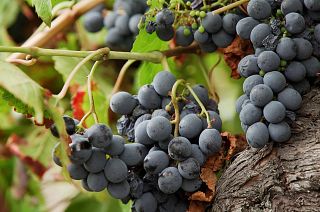 Exploring Camino de Santiago's ancient wine trail