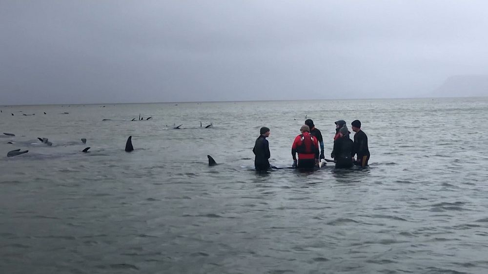 Avustralya'da sığ sularda mahsur kalan 500'e yakın balinadan en az 380'i hayatını kaybetti